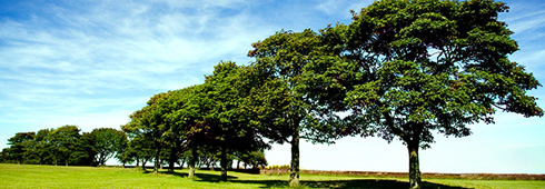 Learn About the Top 10 Myths of Tree Care Learn About the Top 10 Myths of Tree Care