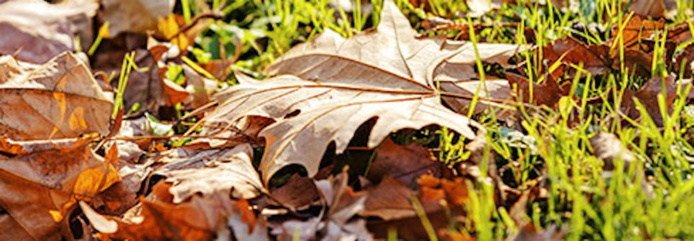 STIHL Seasonal Lawn Care Tips STIHL Seasonal Lawn Care Tips