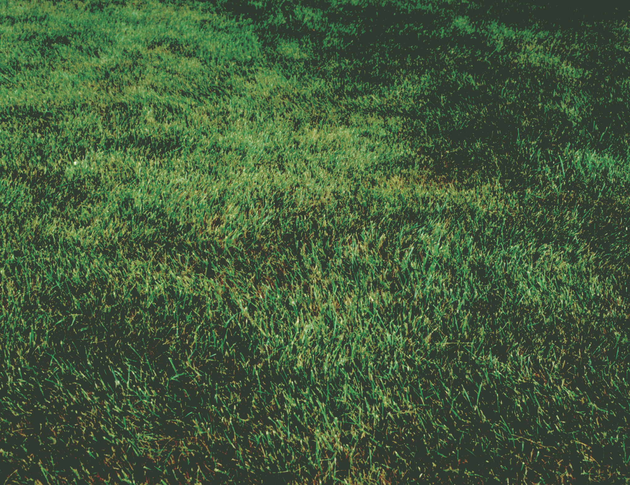 green grass