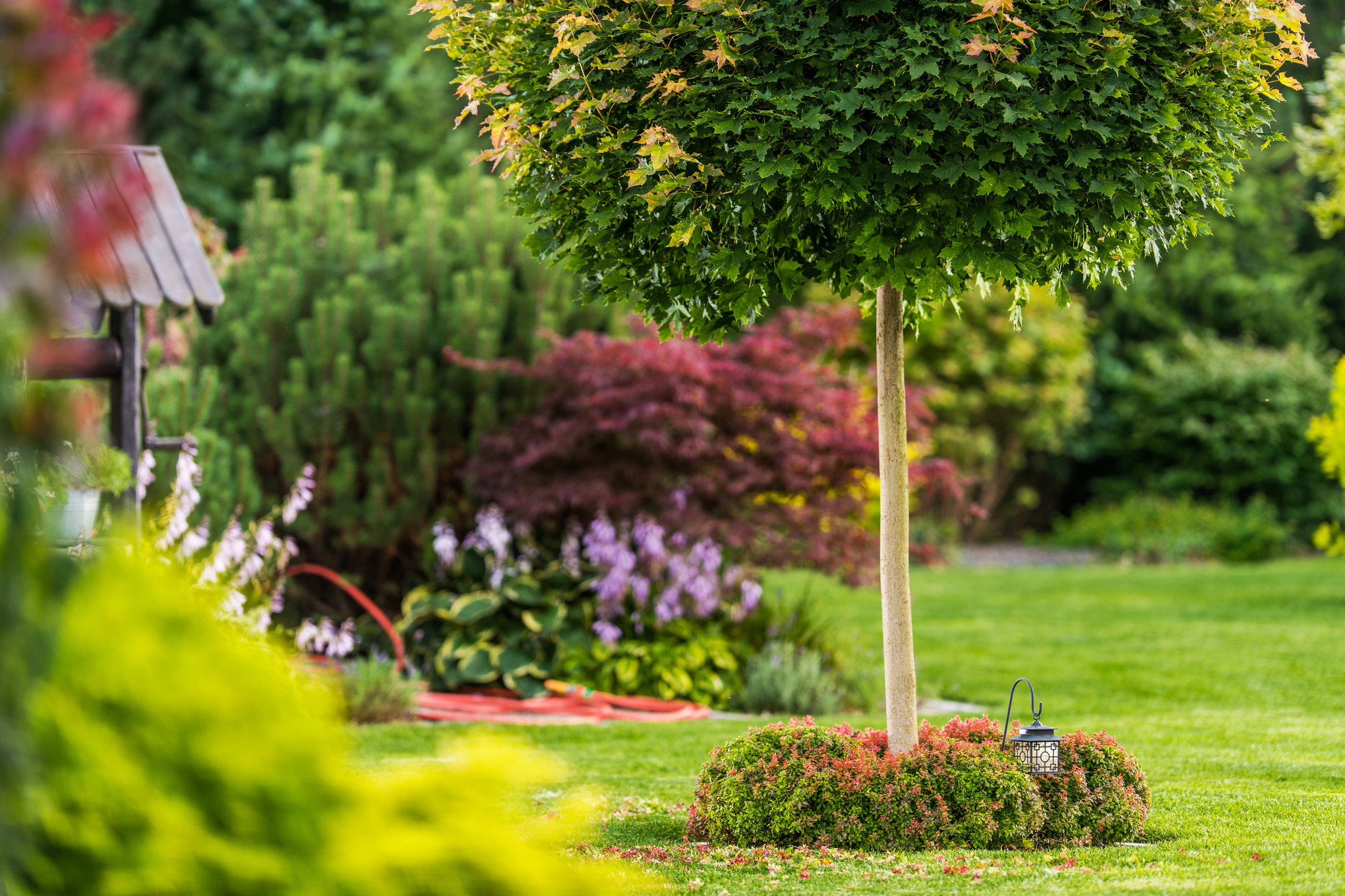 Topiary ball tree in a small garden