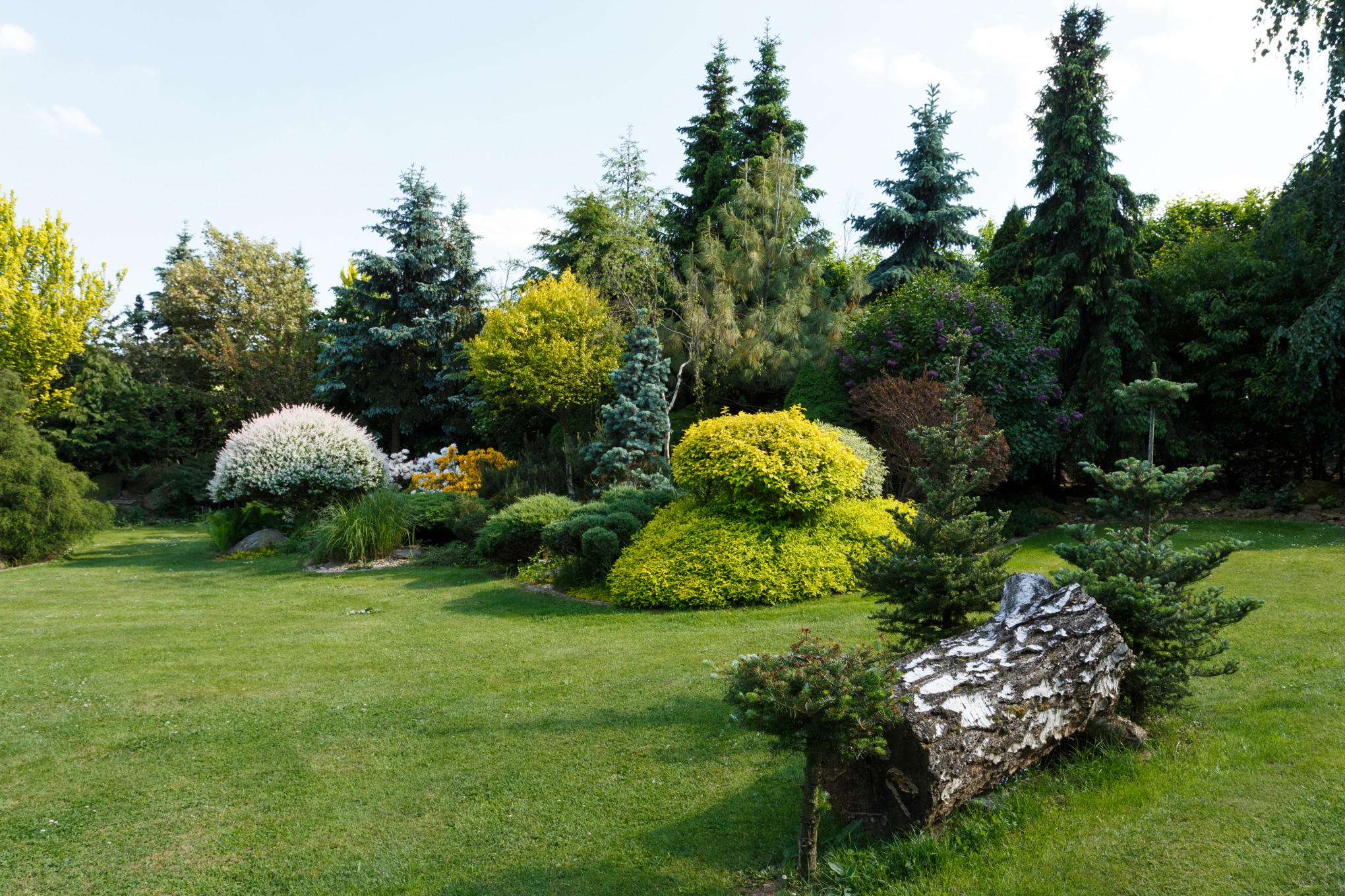 Evergreen conifer trees and shrubs on a garden plot