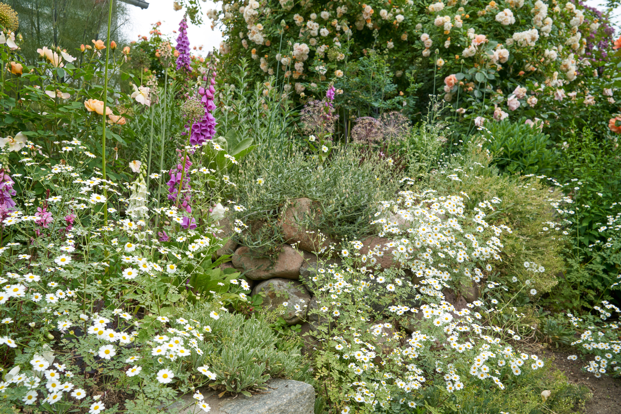 Hanging garden with stones and feverfew