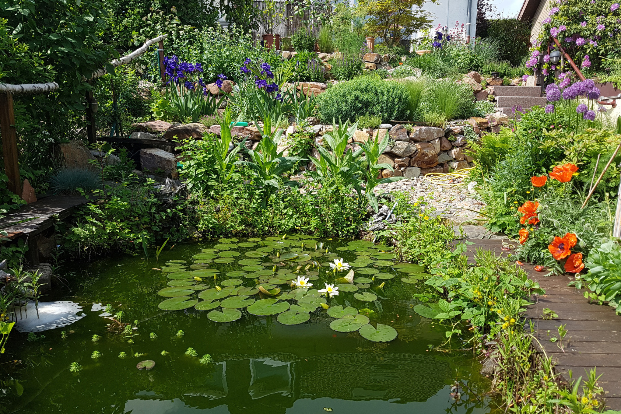 Sloping garden with stone-bordered beds and lily pond