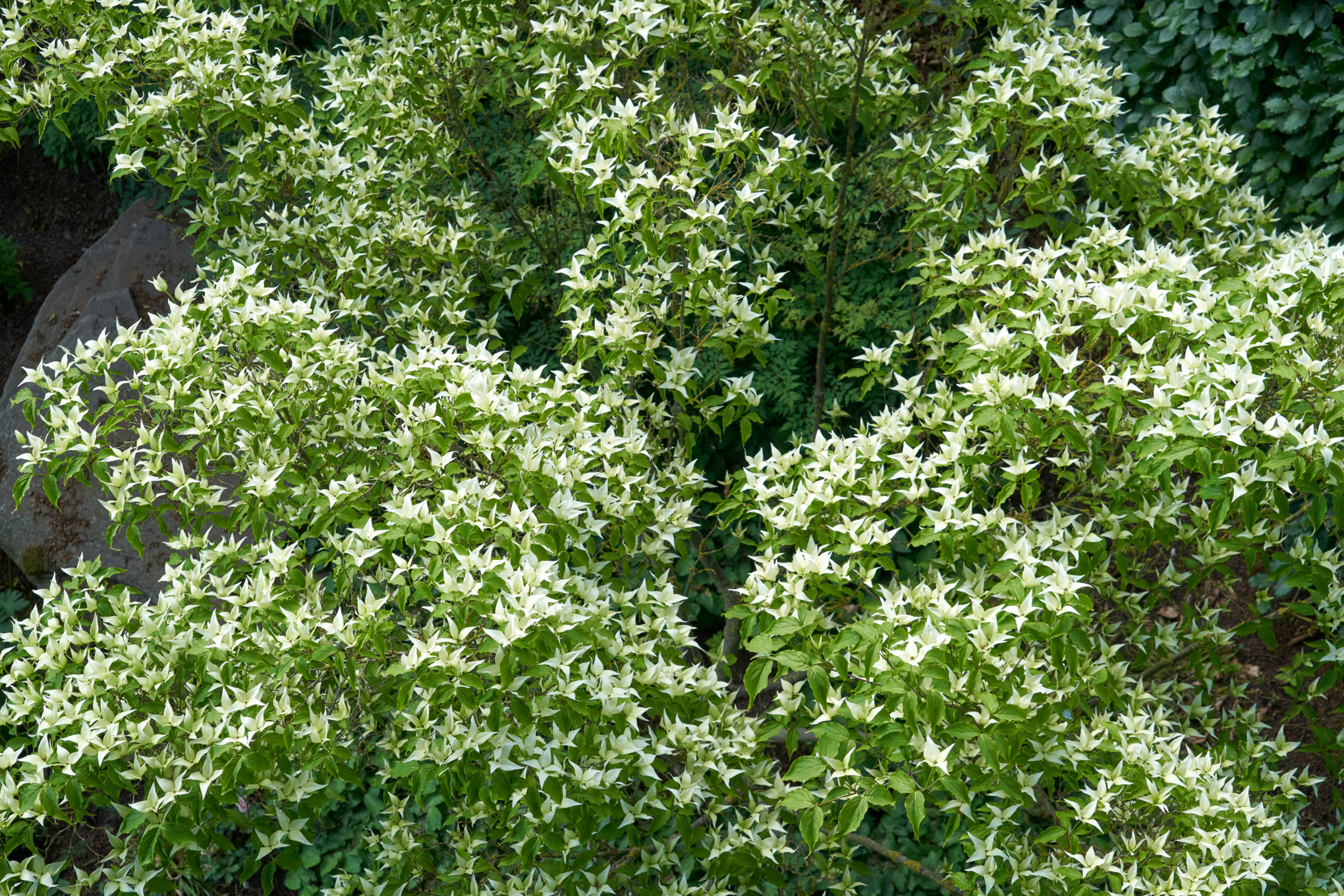 Close-up of Japanese dogwood