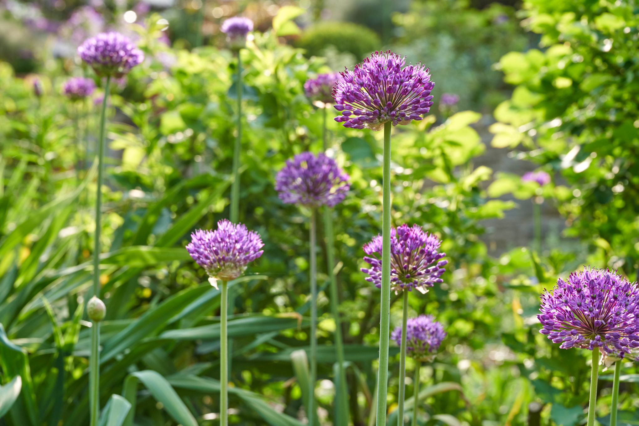 Allium aflatunense in bloom