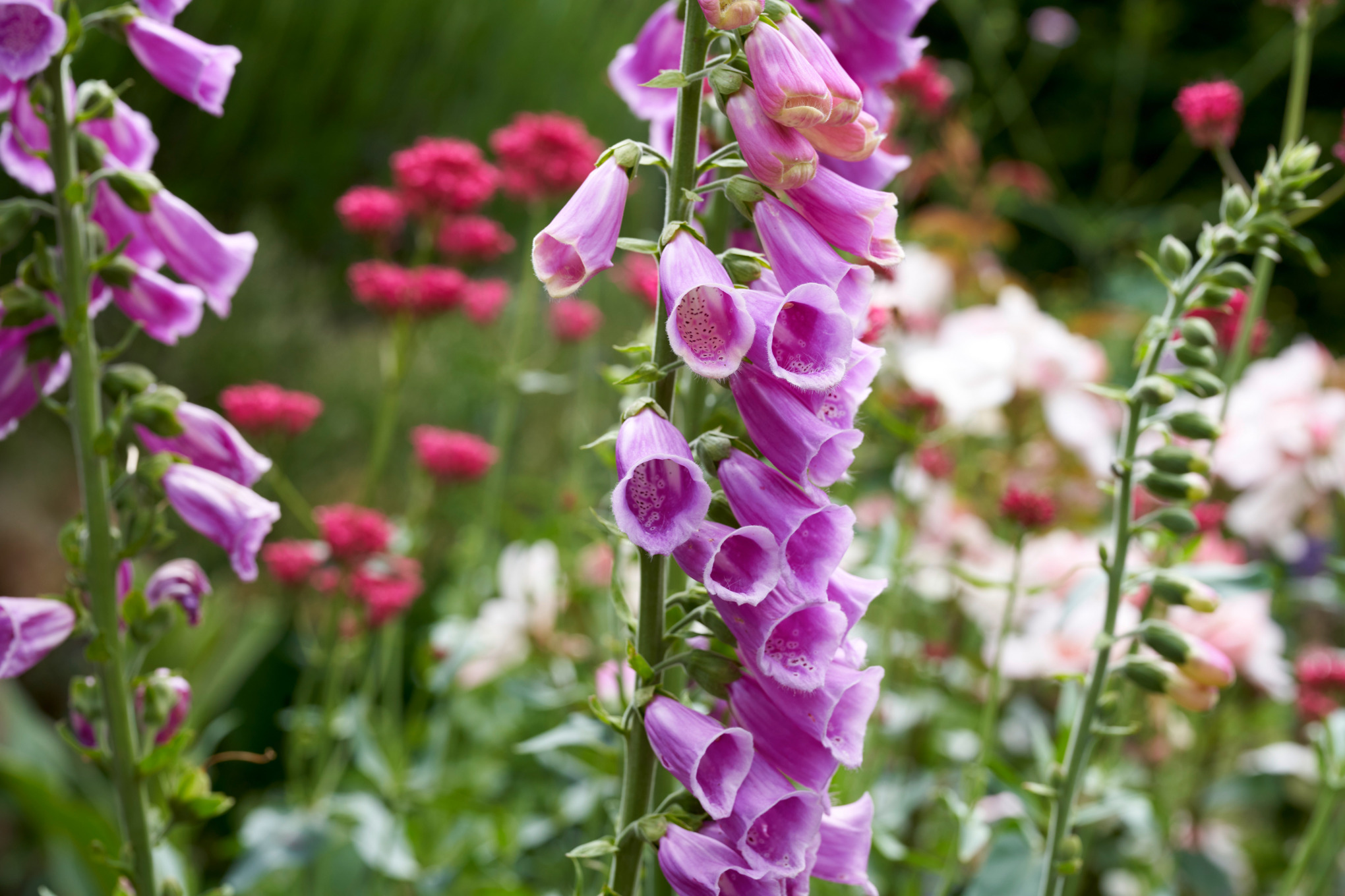 Foxglove