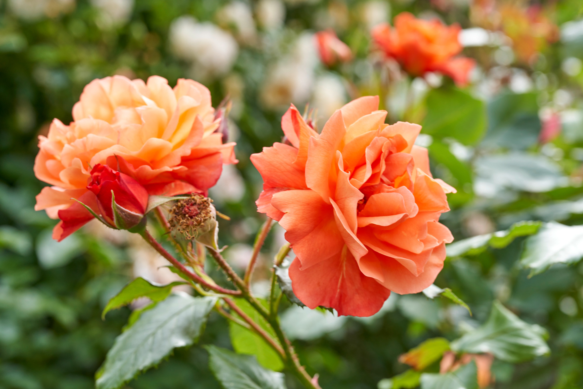 Close-up of flowering rose bushes