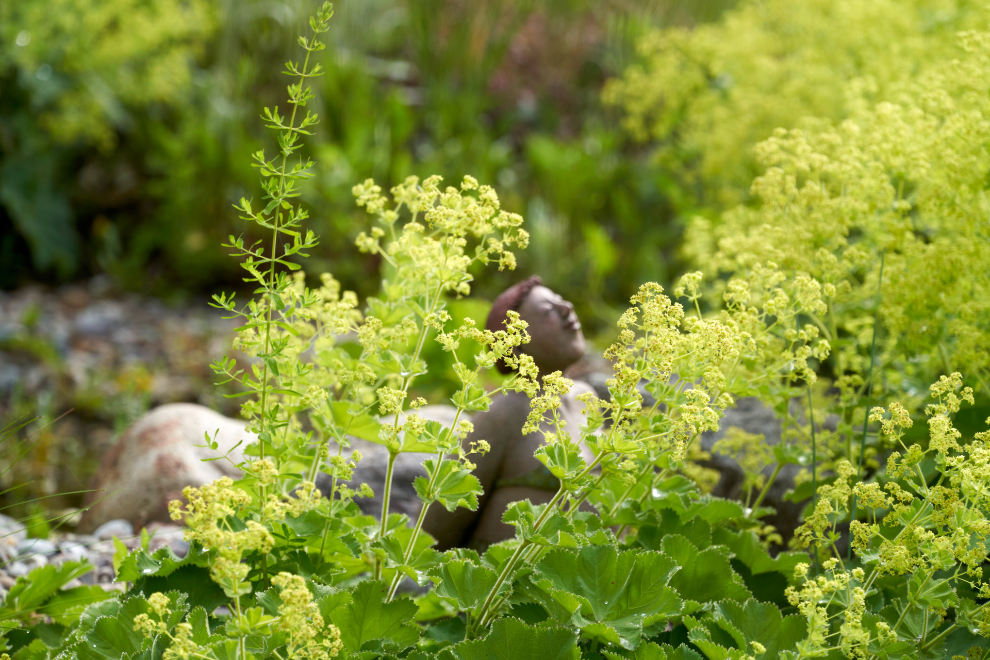 Sunny sloping garden with lady’s mantle and a smiling figure with closed eyes in the background