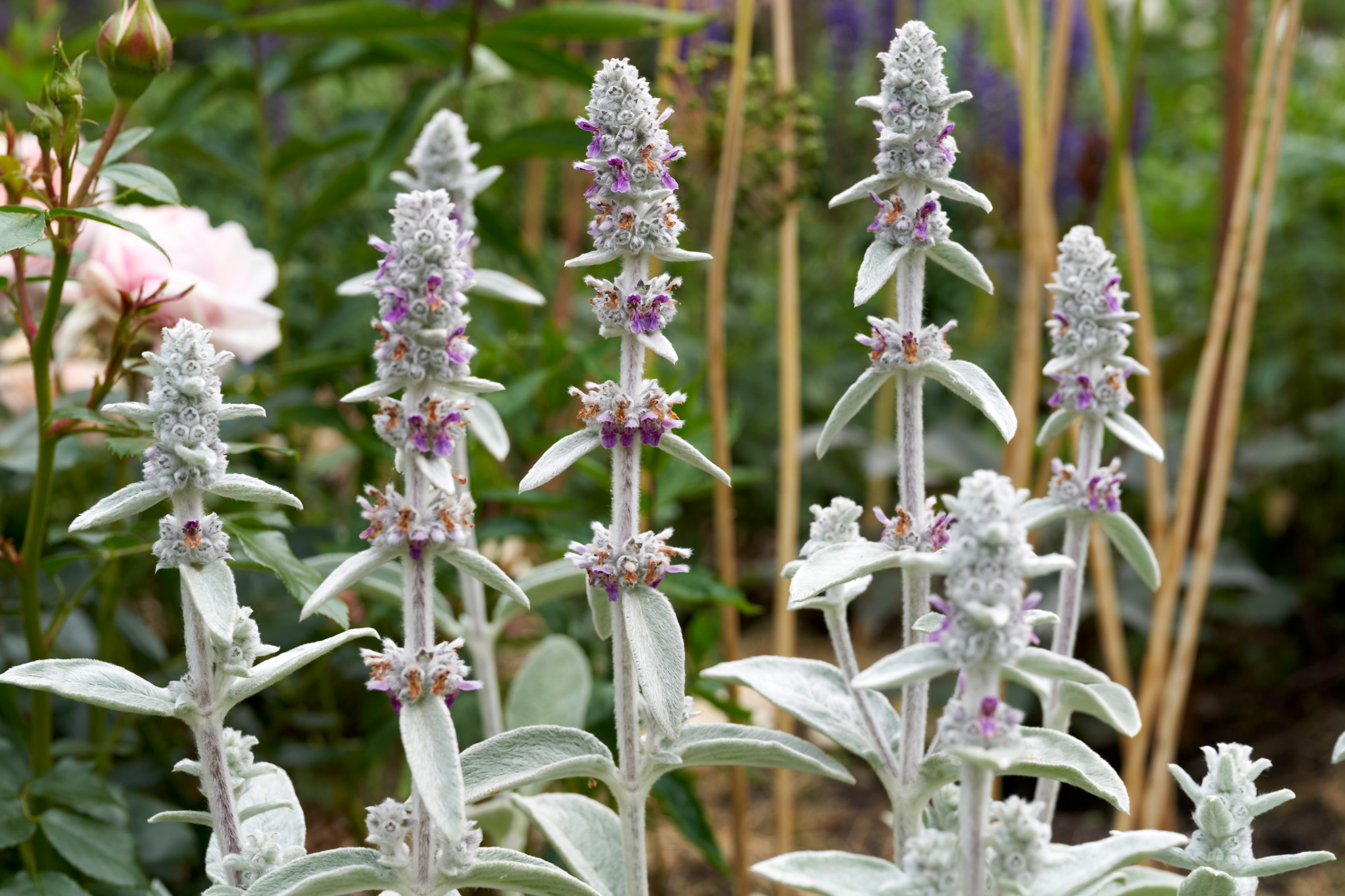 Close-up of lamb’s ear