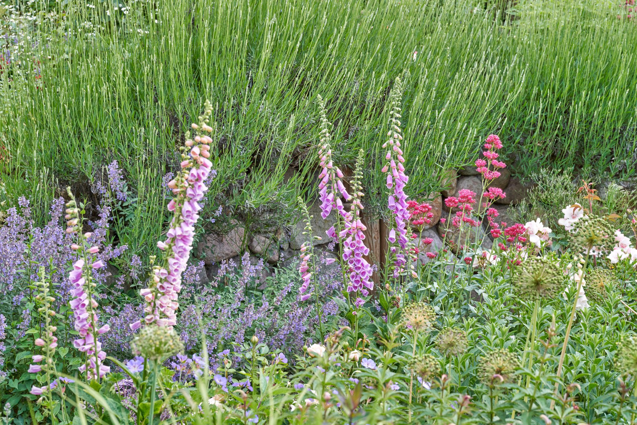 Close-up of lavender, catnip, foxglove and valerian