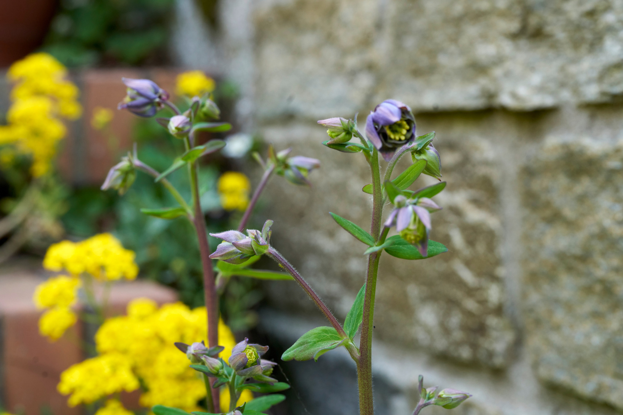 Close-up of hillside garden with aquilegia on a wall