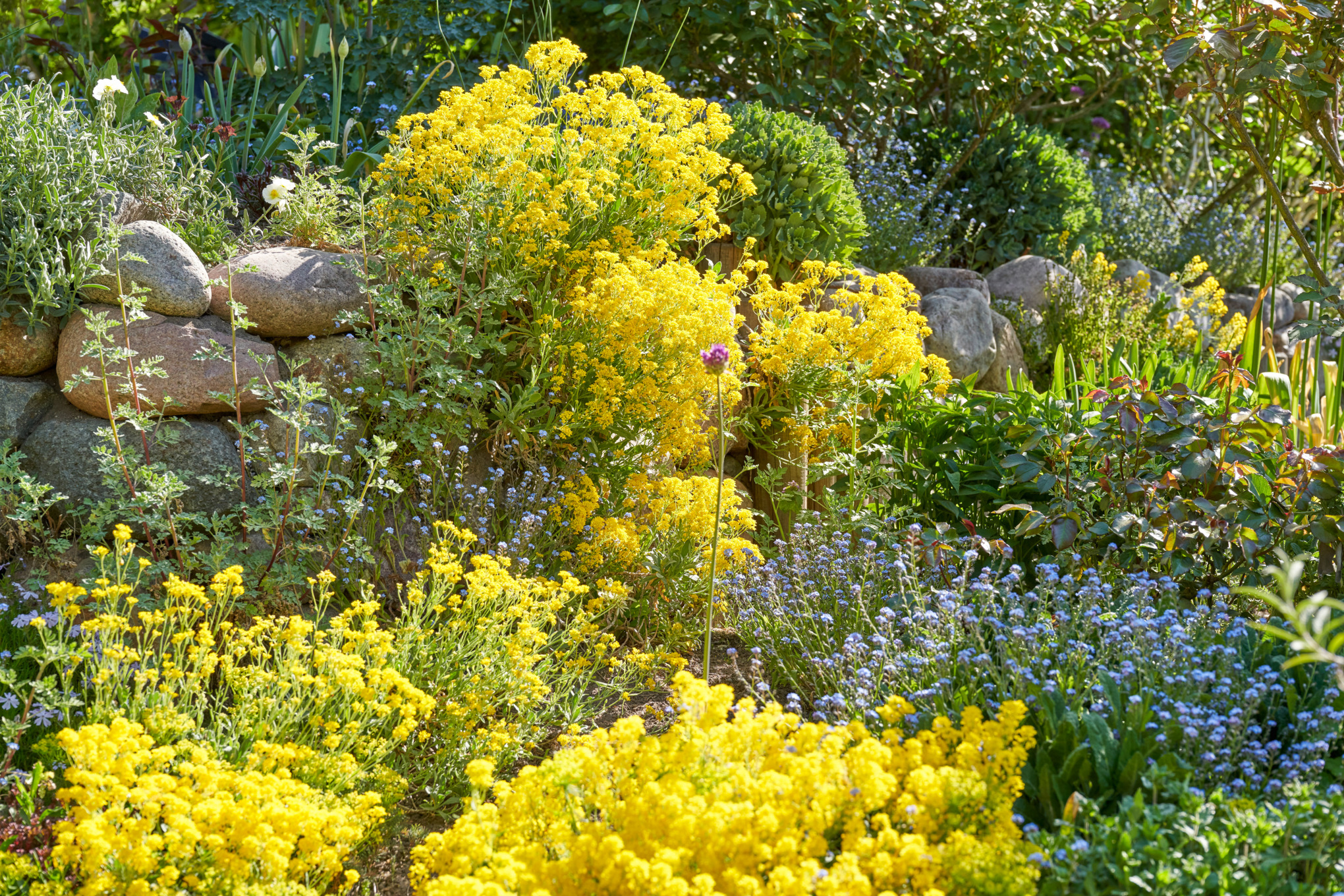 Sloping garden with rocks, alyssum and forget-me-nots
