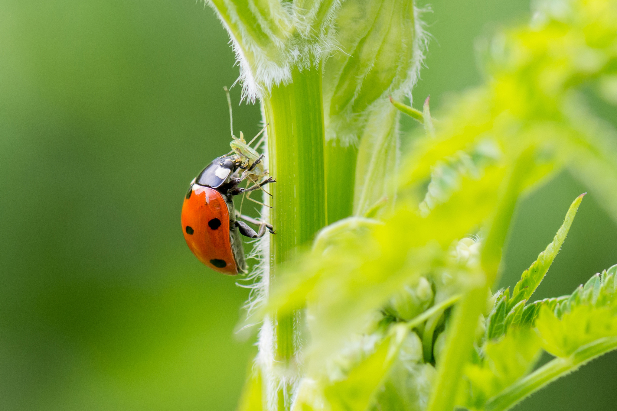 A seven-spot ladybird on a branch, combating aphids