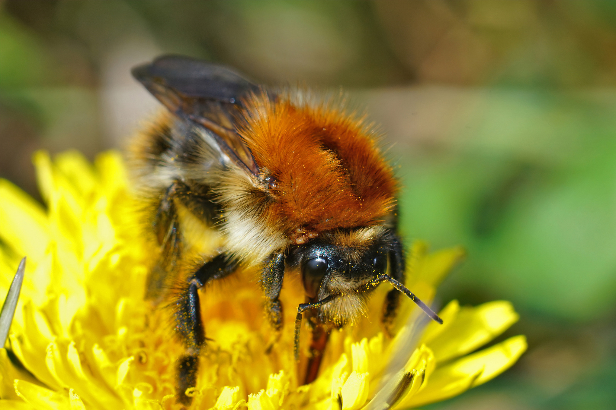 Close-up of a carder bee on a dandelion flower