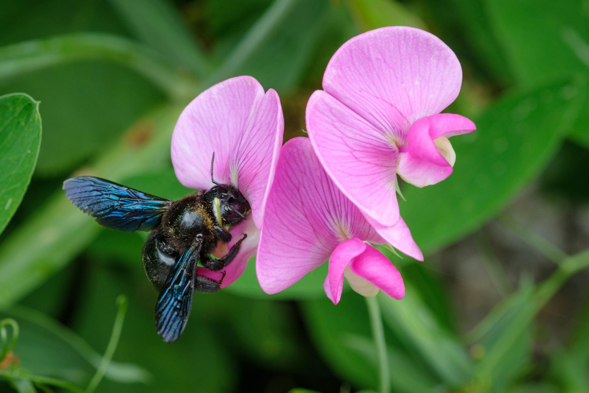 Violet carpenter bee on a pink flower