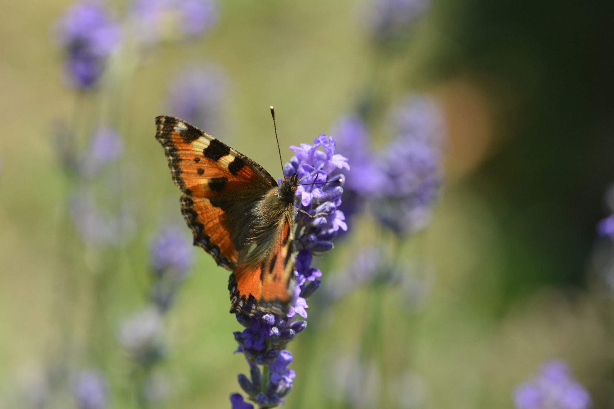 A small tortoiseshell on a lavender flower