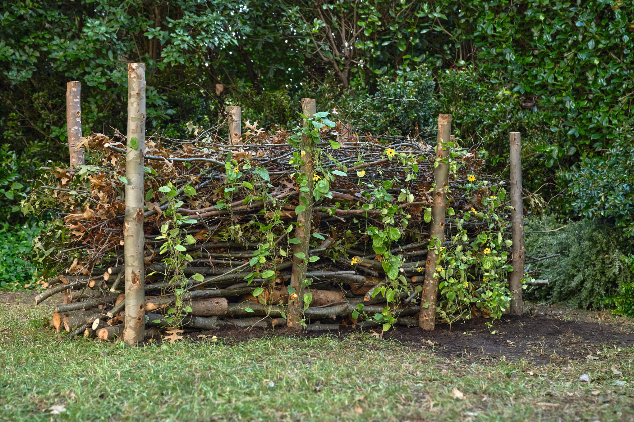 Completed dead hedge with climbing plants growing on it