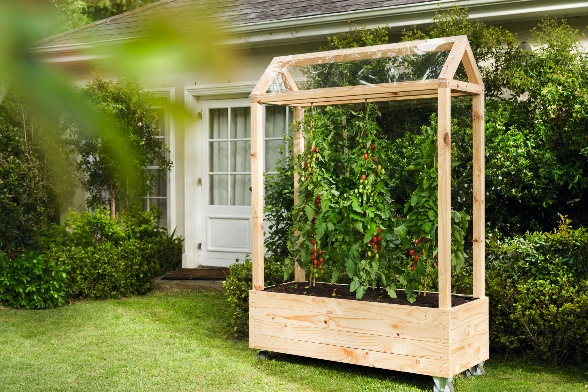 Wooden tomato growhouse with home-grown tomatoes on a garden plot  