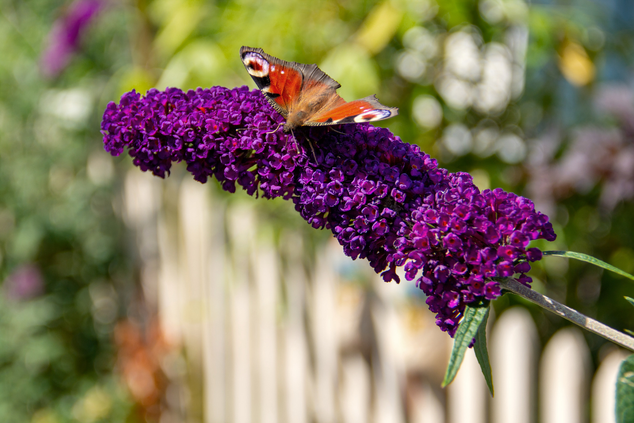 A peacock butterfly on a blooming summer lilac branch