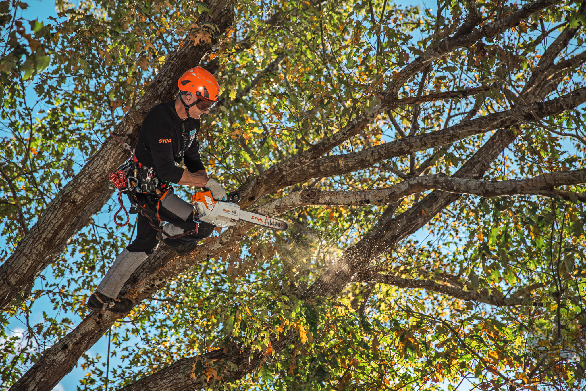 Mark Chisholm climbing tree