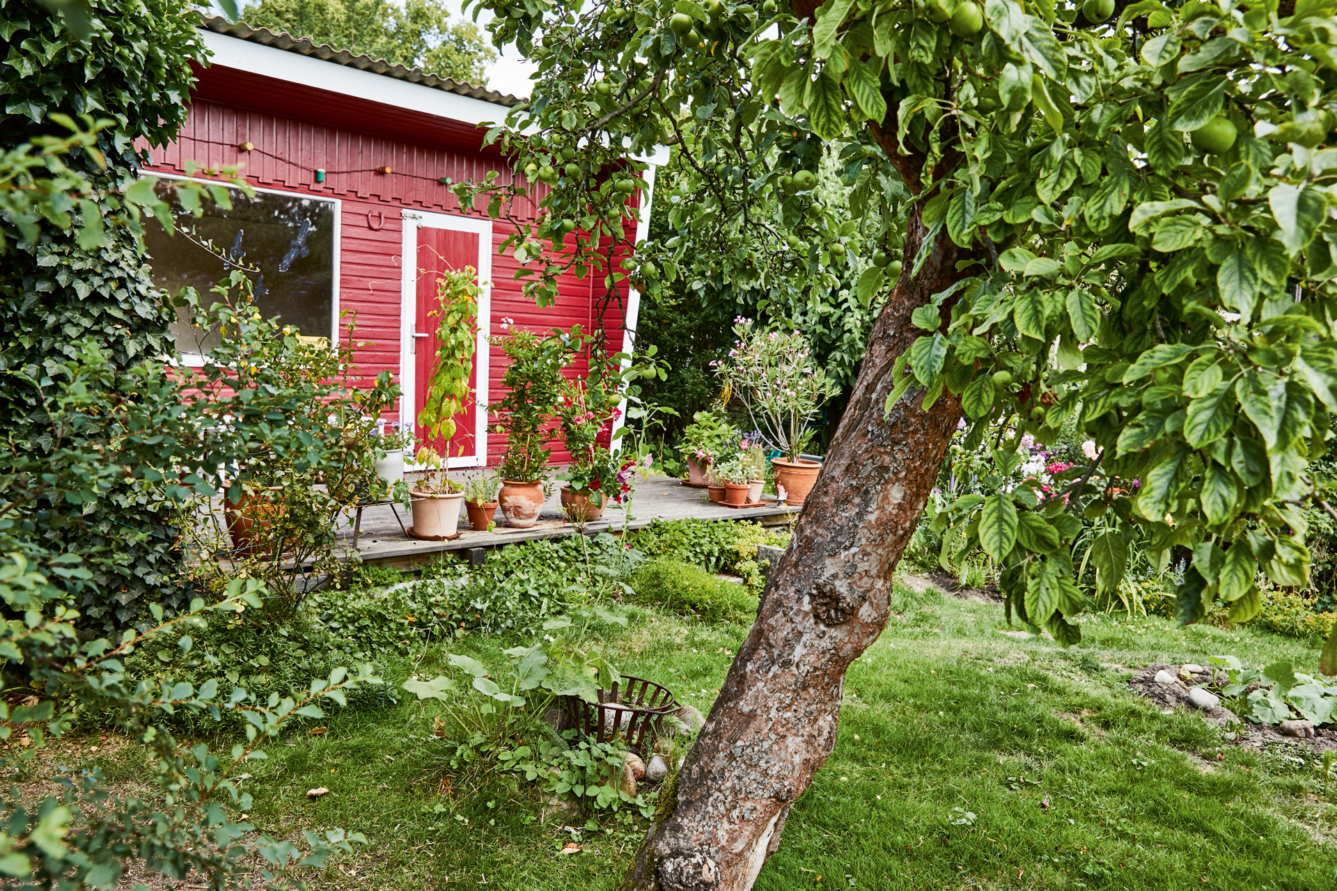Fruit tree in a garden in front of a red garden house