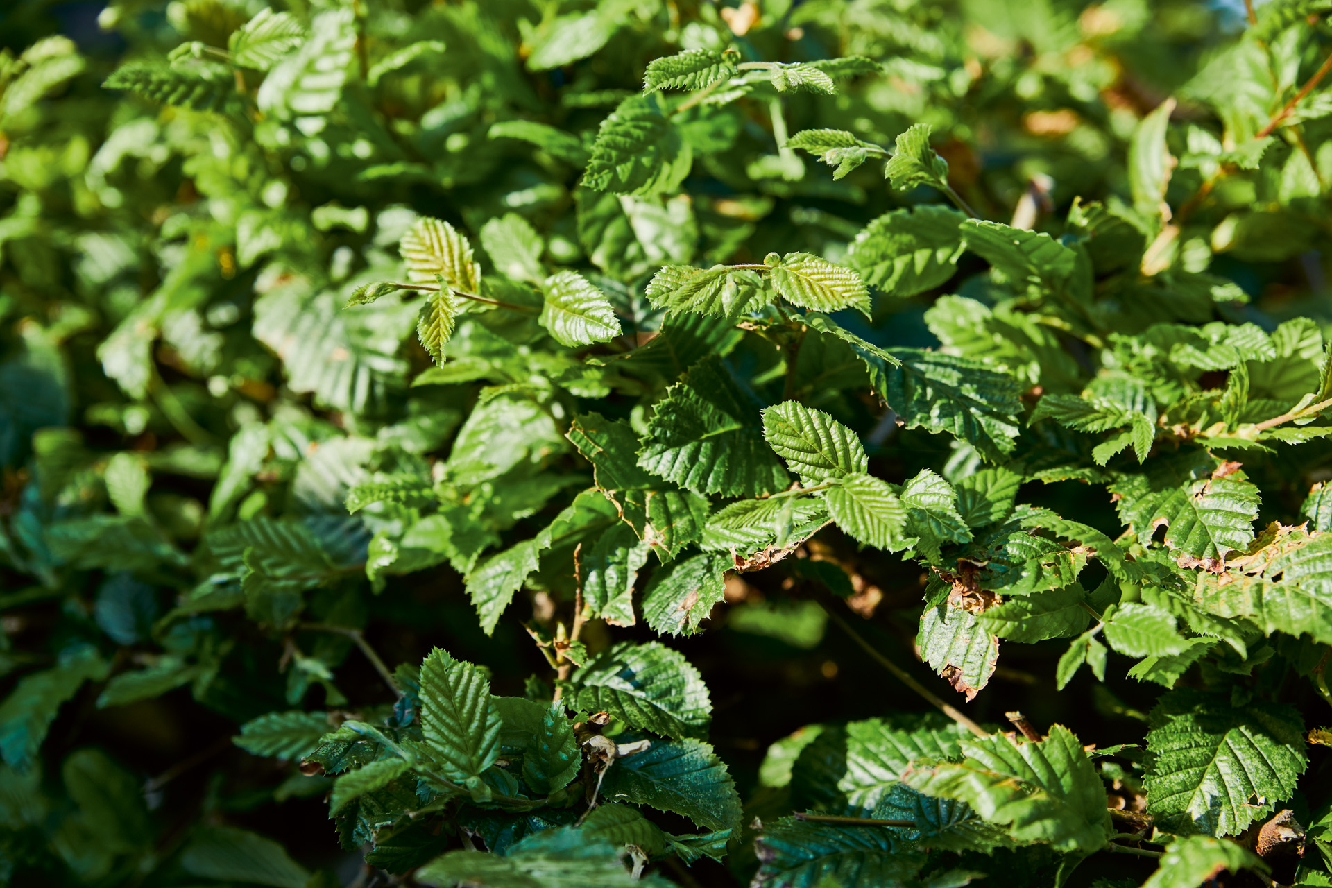 Close-up of the green leaves of a hornbeam hedge