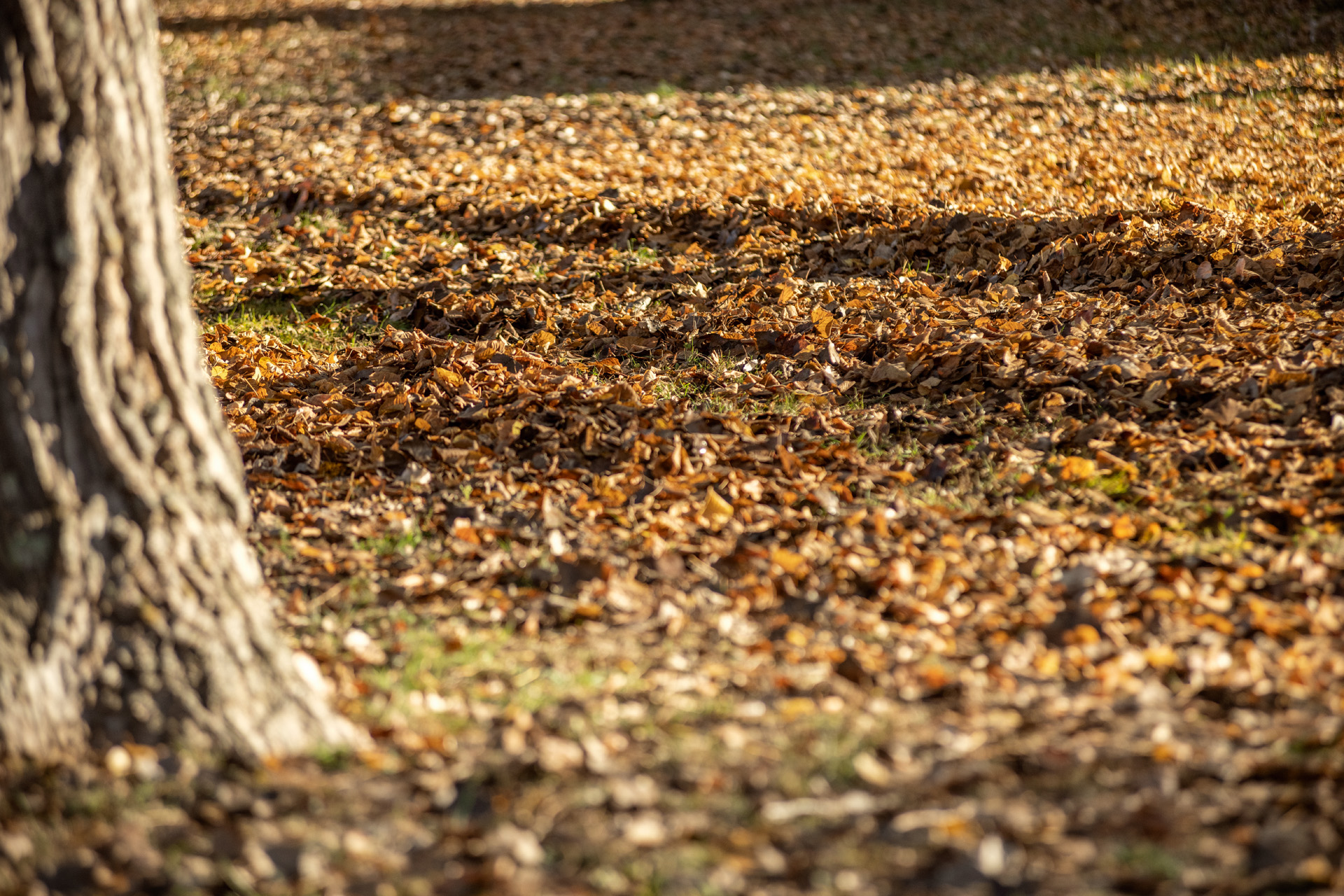 Dry autumn leaves on the ground