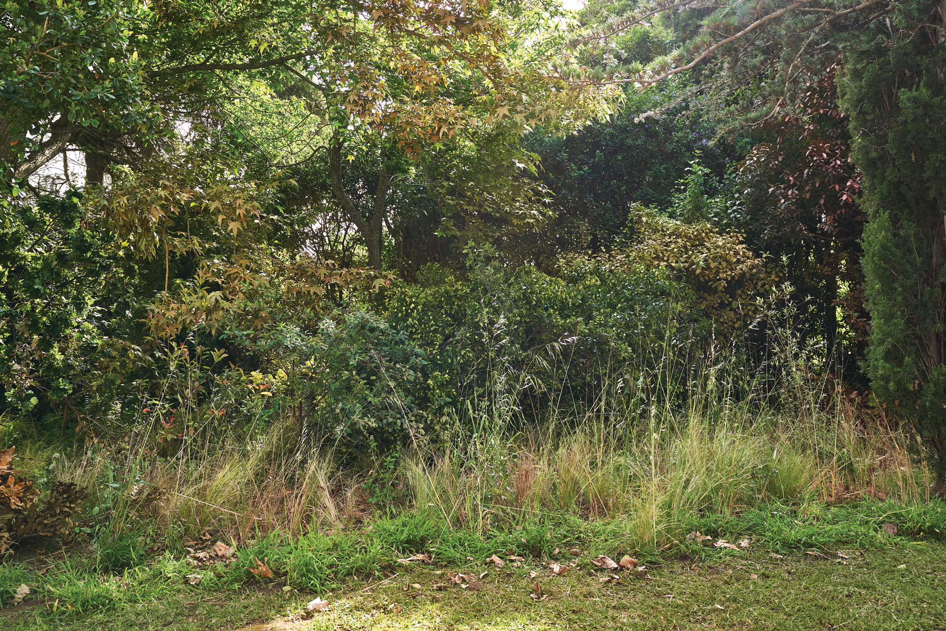 A shady overgrown garden with long grass, fallen leaves and dense shrubs and trees