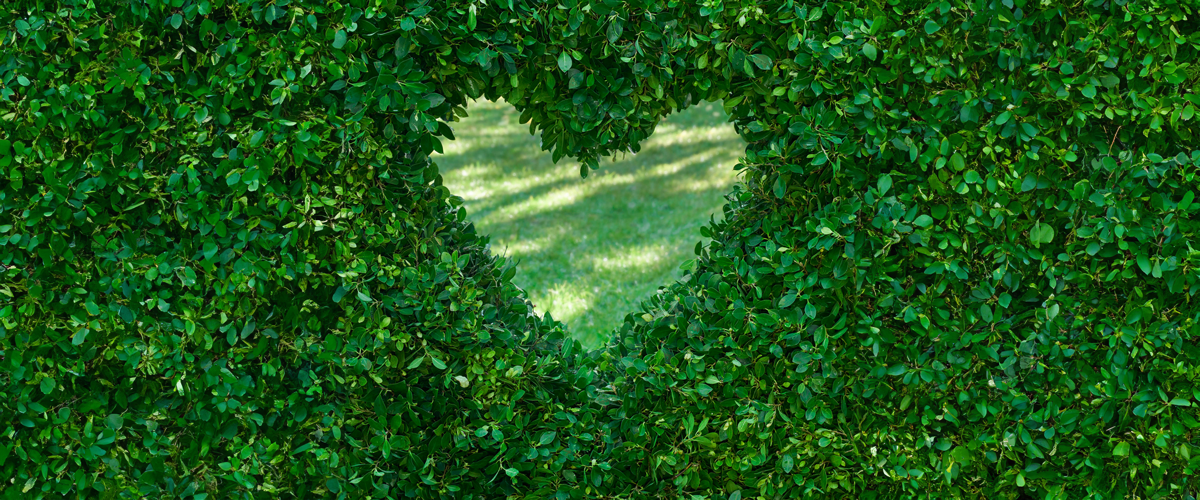 Image of hedge with a heartshape cut out of hedge