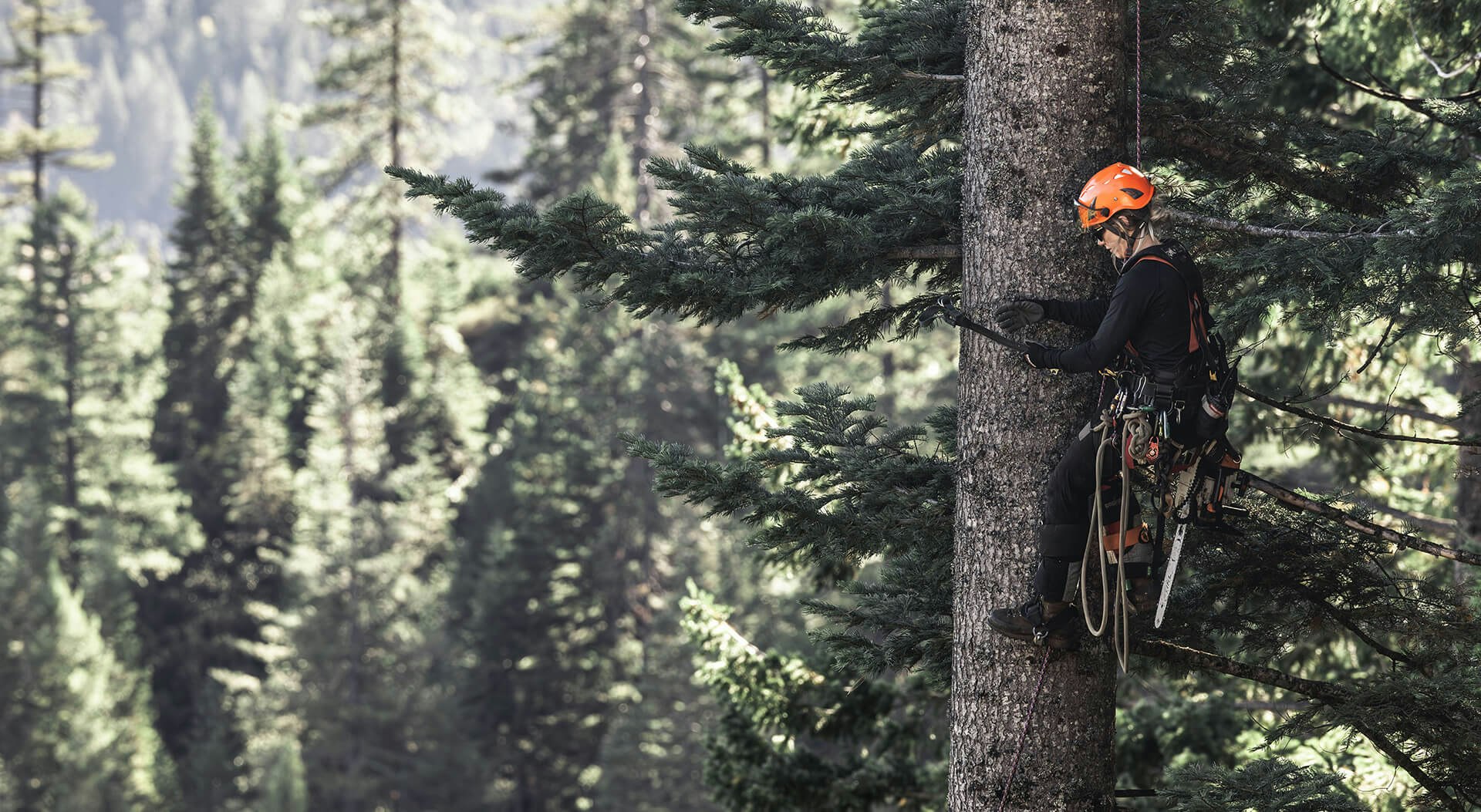 Katelyn Johnson standing with STIHL MS 201 T-C in-tree professional chainsaw