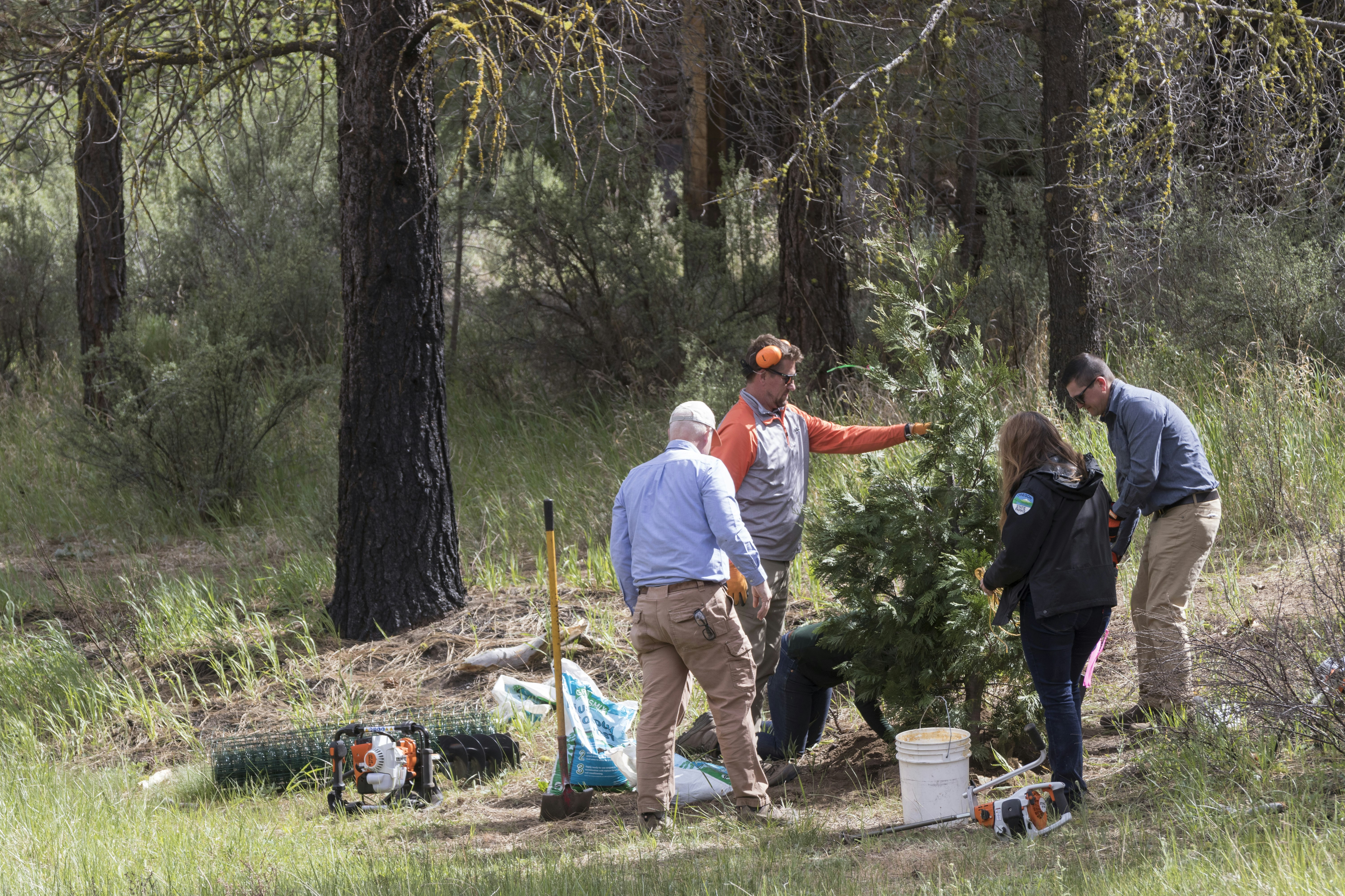 Group planting evergreen tree
