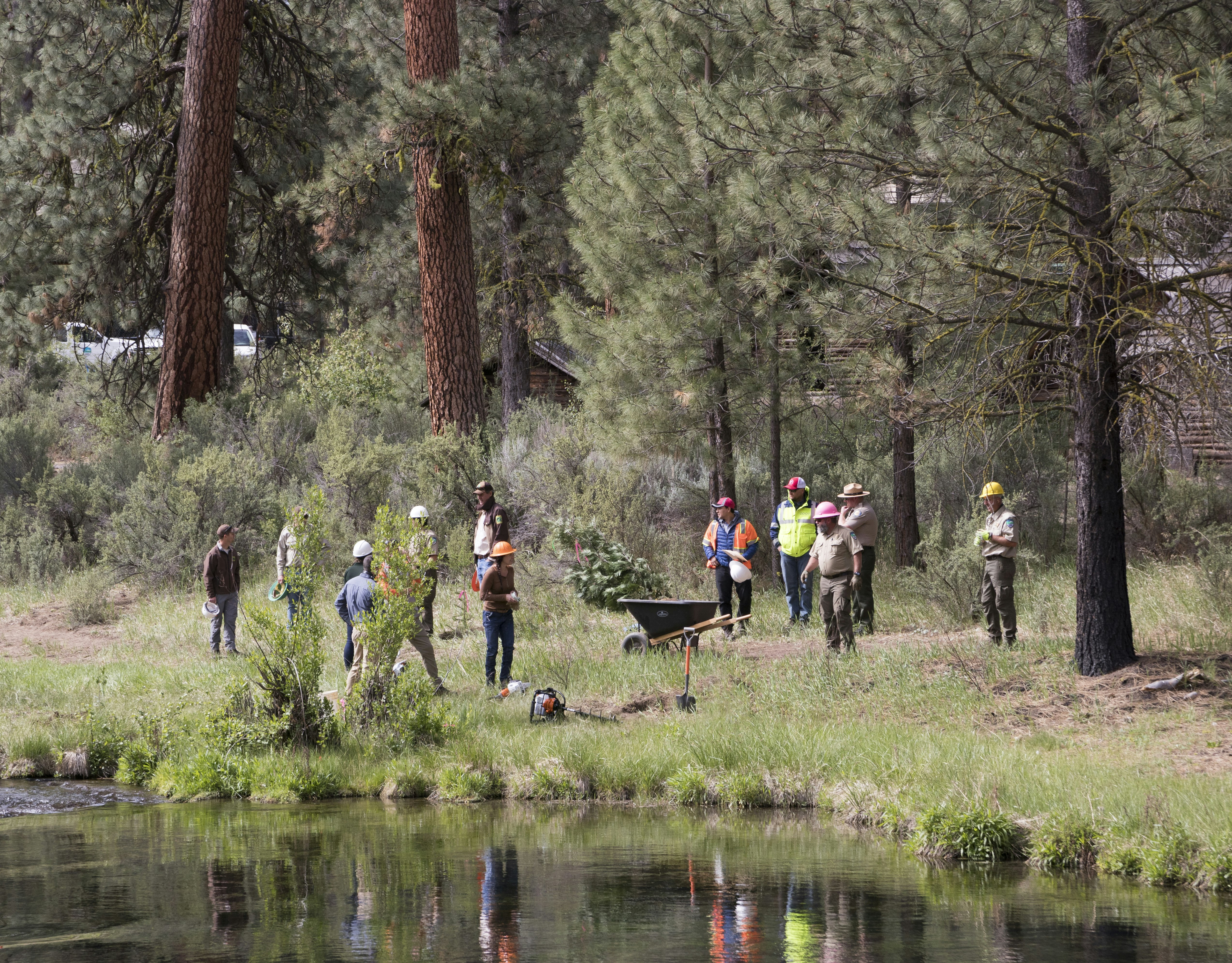 Group working in forest to plant trees