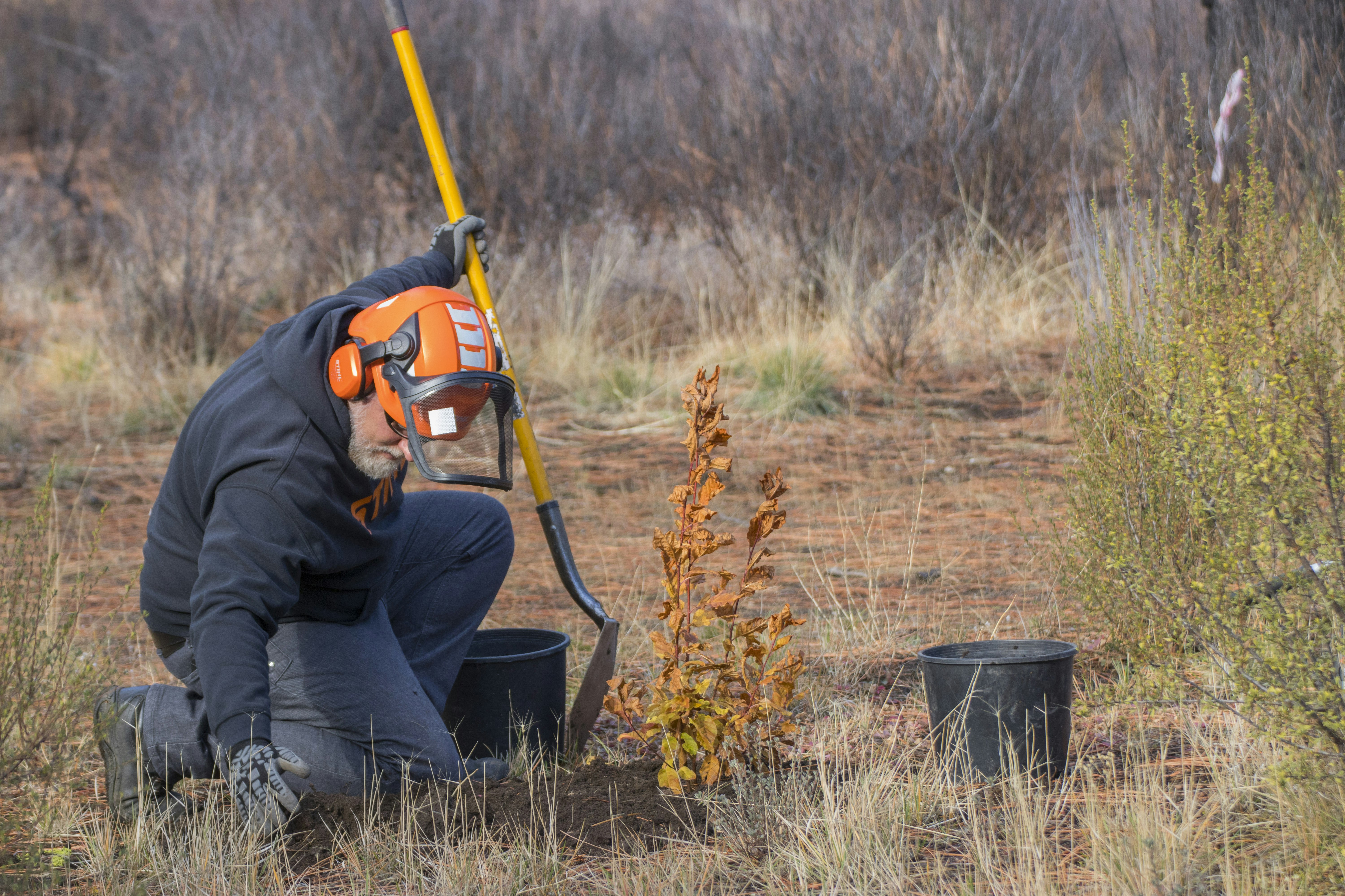 Man kneeling to plant tree