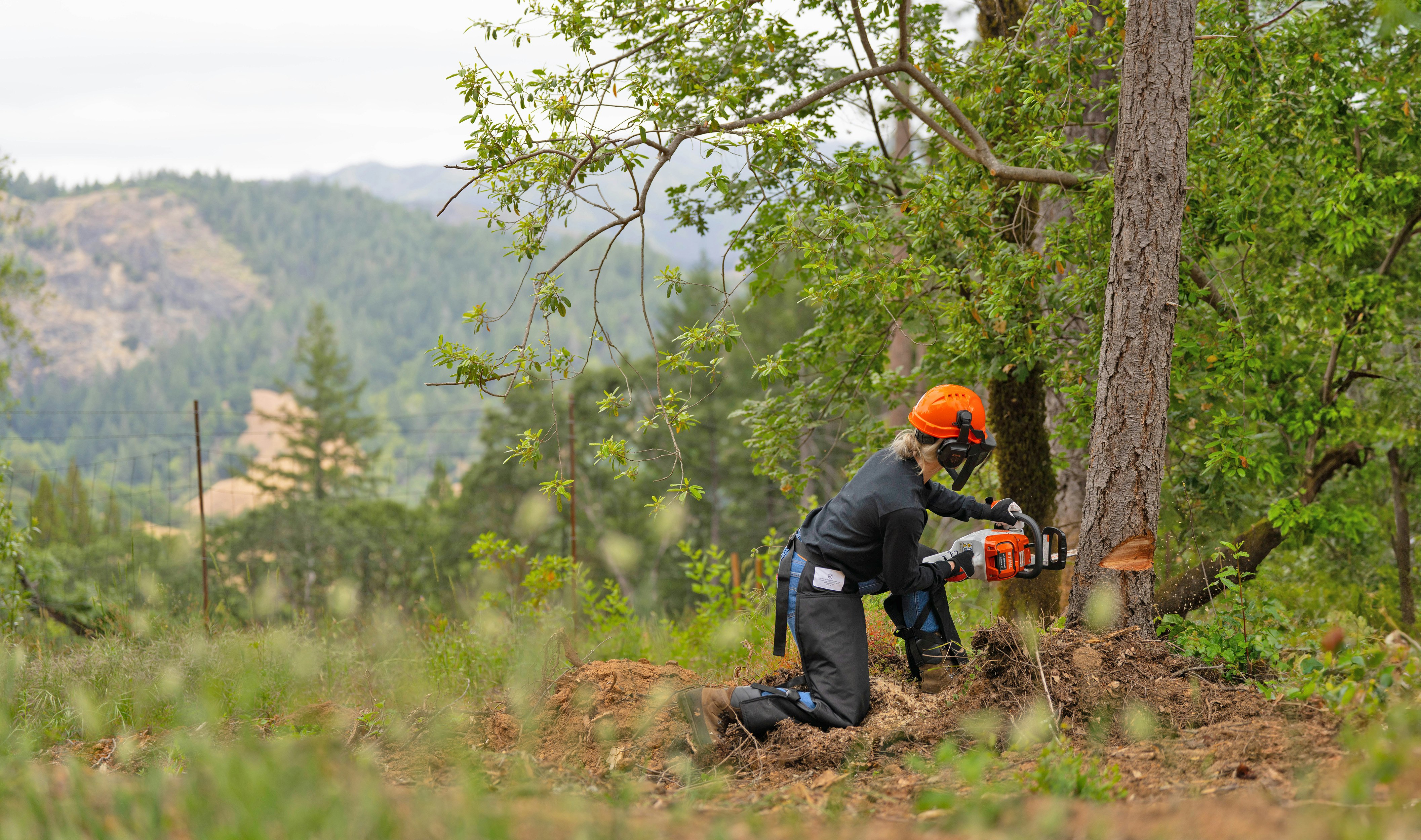Katelyn Johnson cutting down a tree with STIHL chainsaw.
