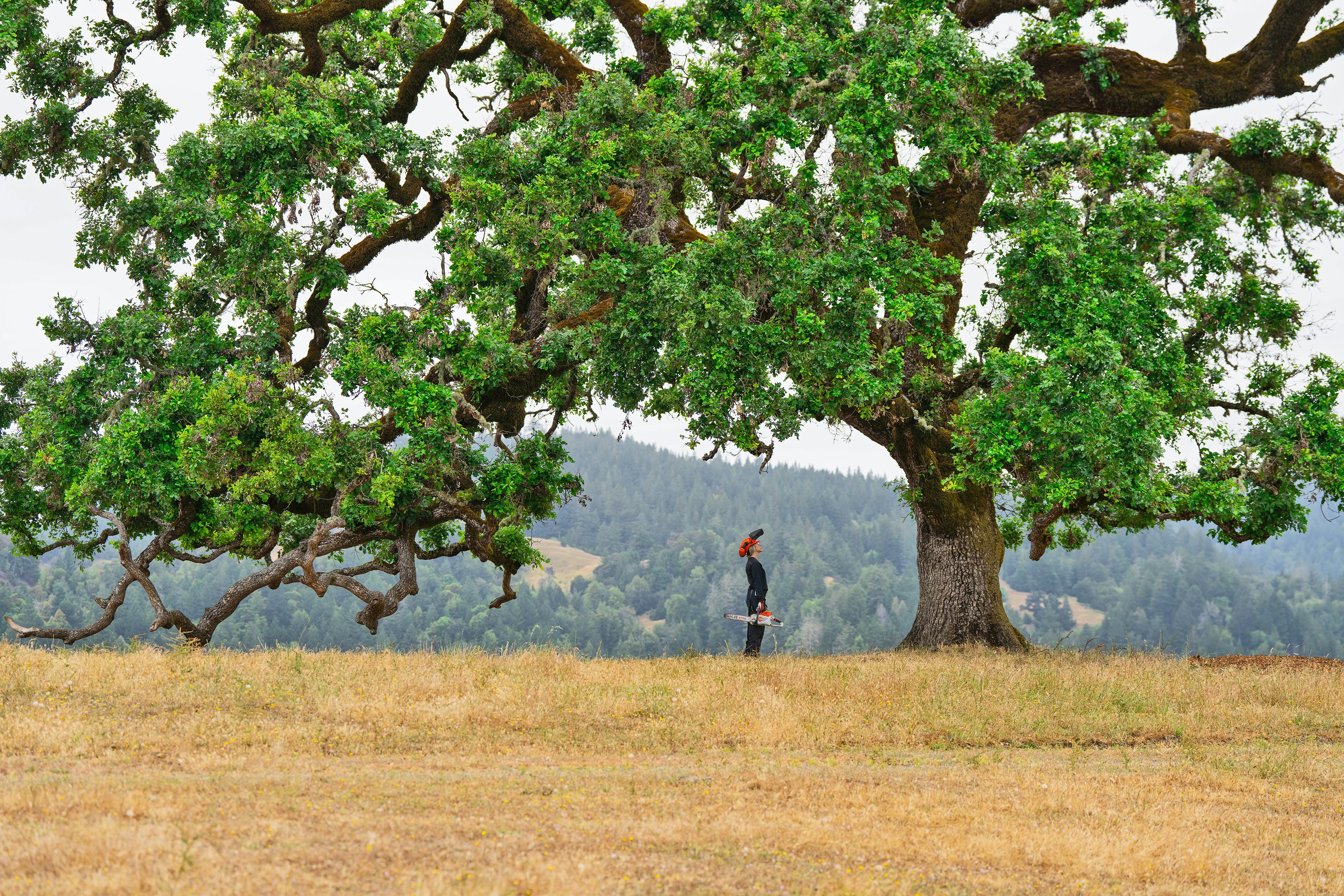 Katelyn Johnson sizing up large tree.