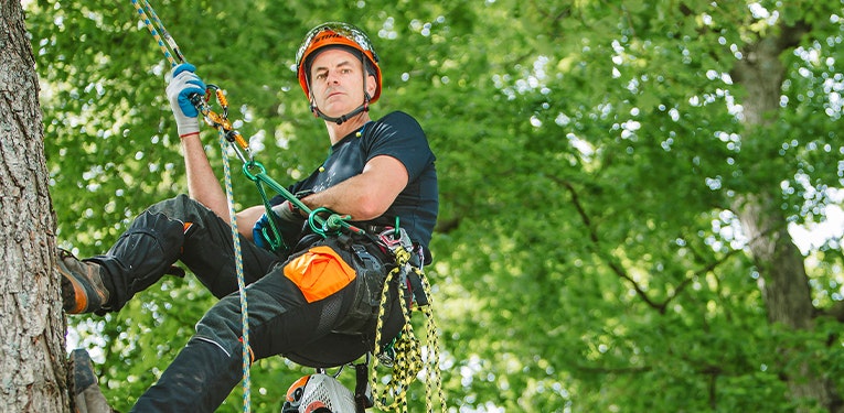 Tree Rigger Tree Rigging Climbing