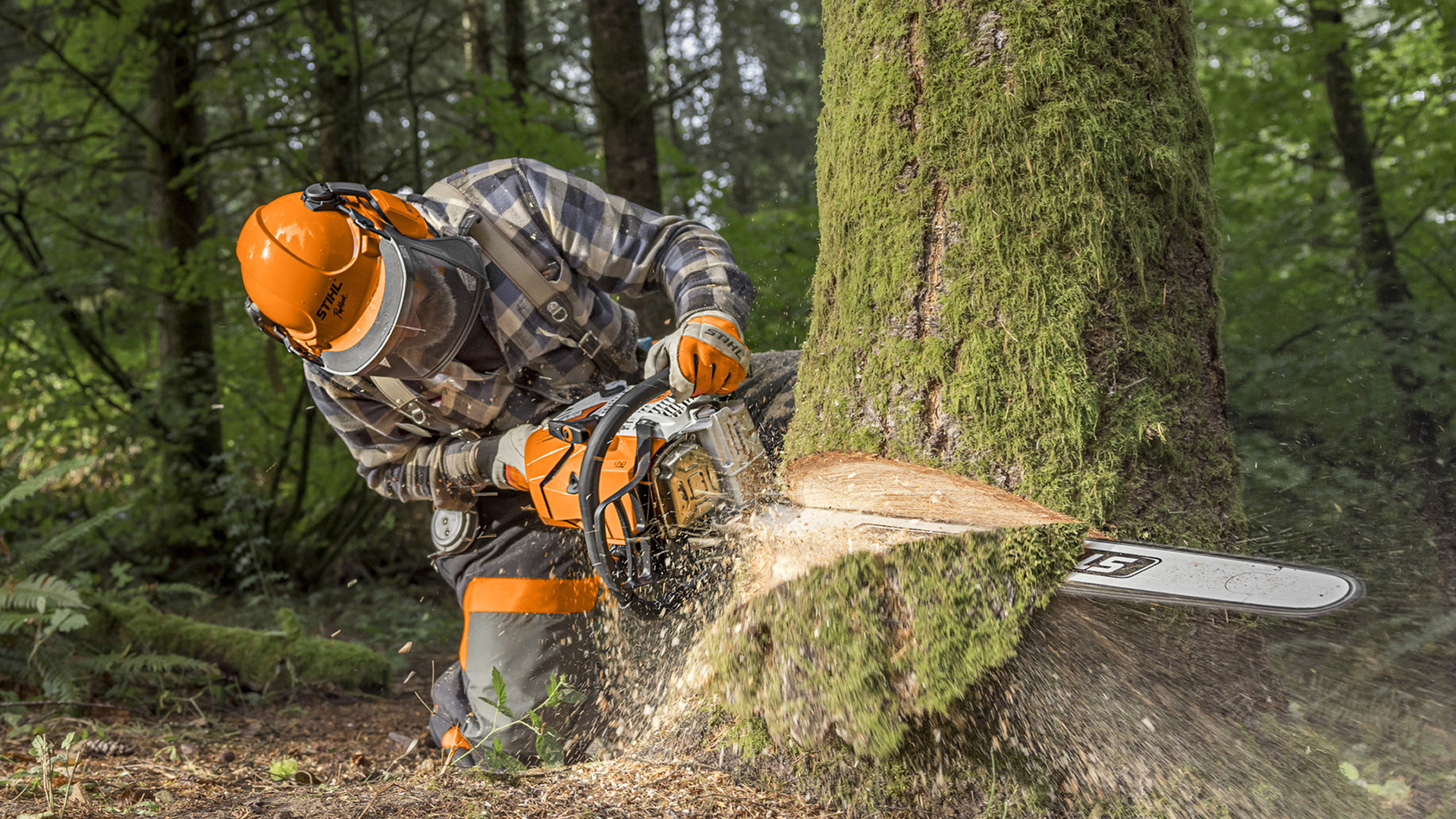 STIHL chainsaw cutting a large tree trunk in a forest