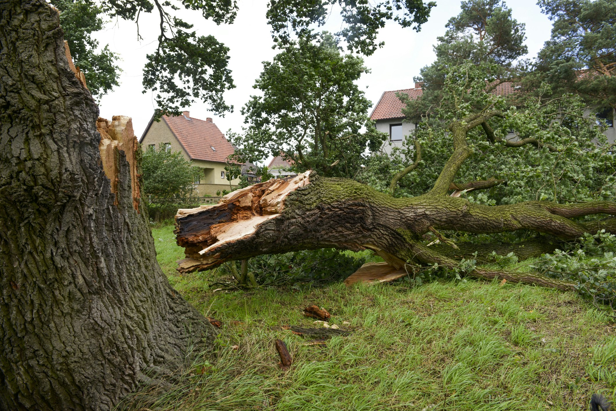 Person using a STIHL GTA 40 pruner to cut limbs