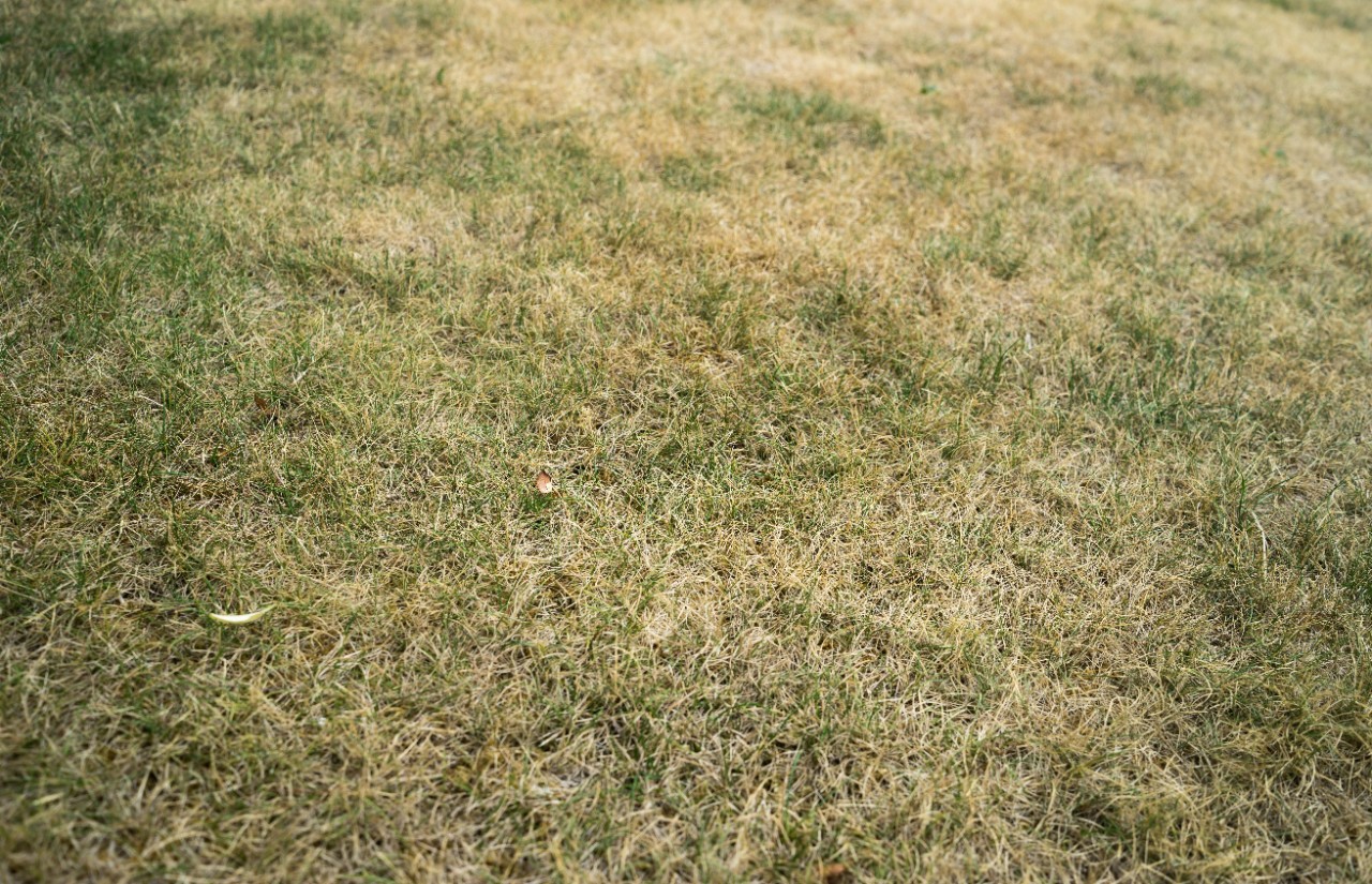 Dead Grass