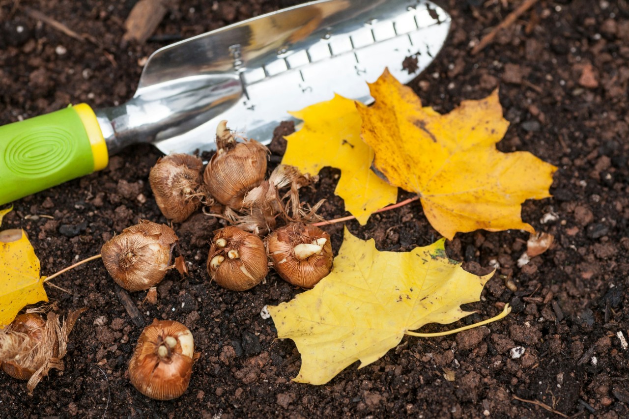 Spring Blooming Bulbs