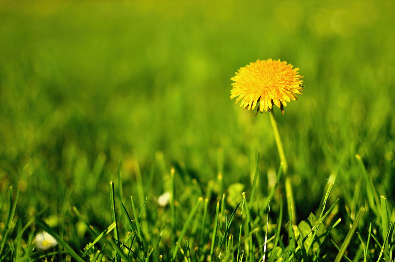 Dandelion in Yard