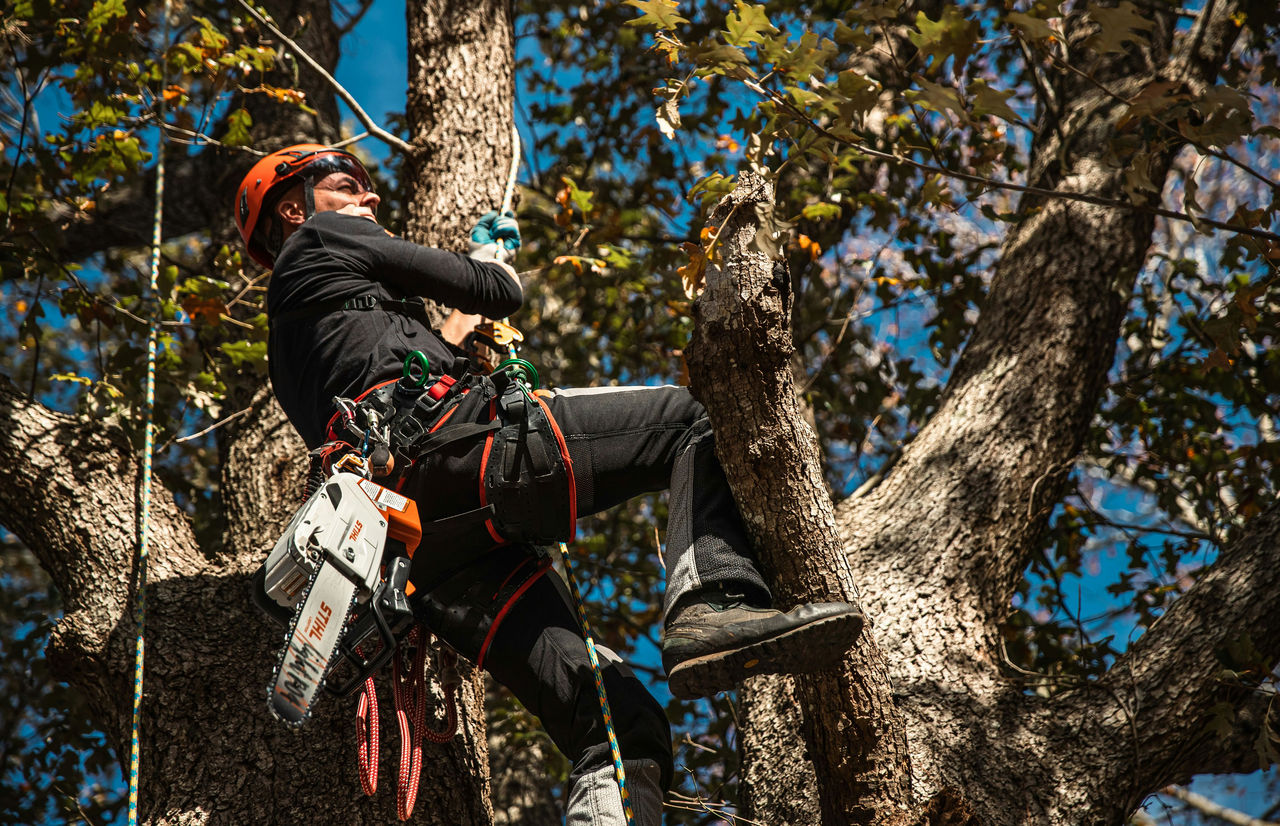 Mark Chisholm, arborist, in a tree with STIHL chainsaw doing arborist work
