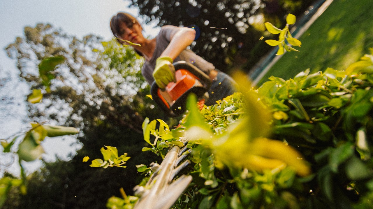 STIHL battery-powered hedge trimmer cutting dense greenery