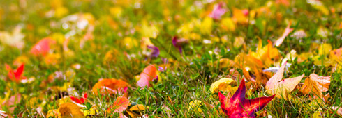 Leaf Removal - How To Remove Fall Leaves From Your Yard and Gutters Leaf Removal - How To Remove Fall Leaves From Your Yard and Gutters