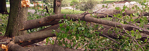Help Protect Your Yard From Extreme Weather Help Protect Your Yard From Extreme Weather