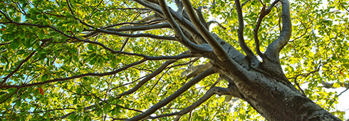 Encyclopedia of Trees Encyclopedia of Trees